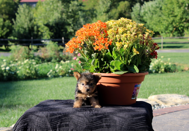 puppy, for, sale, Yorkshire Terrier, Matthew B. Stoltzfus, dog, breeder, Gap, PA, dog-breeder, puppy-for-sale, forsale, nearby, find, puppyfind, locator, puppylocator, aca